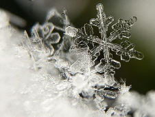 Contenedor de Hielo